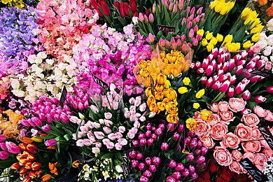 《森林之子》Steam叫什么名字？森林之子下载教程